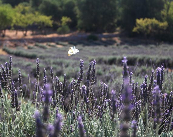 Organic lavender field Puglia